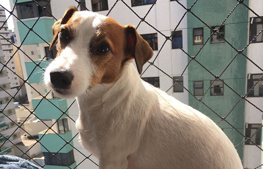 Пёс выжил после падения из окна семиэтажки в Бразилии
