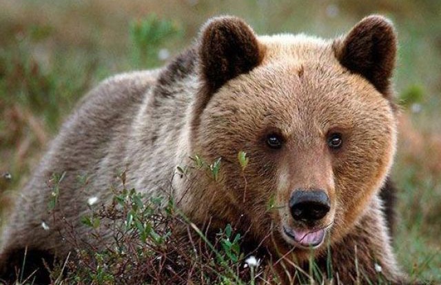 «Какое хладнокровие!»: итальянский подросток встретил медведя и не растерялся. Посмотрите на его реакцию