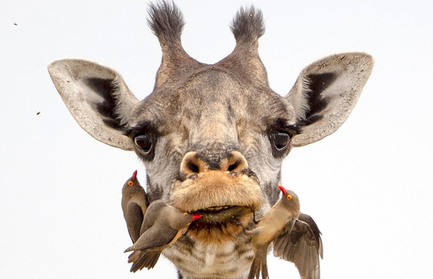​Редкое фото: жираф чистит зубы