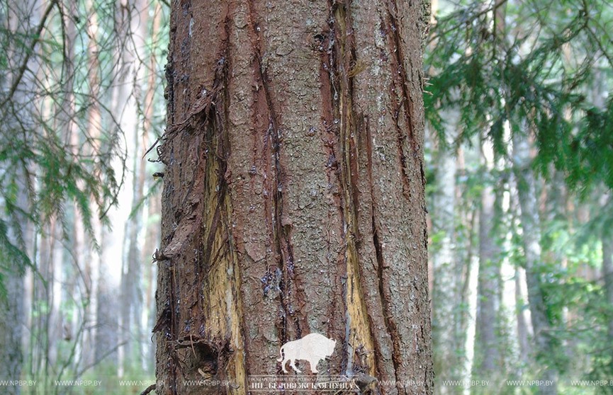 ​Бурый медведь замечен в лесу под Ивацевичами