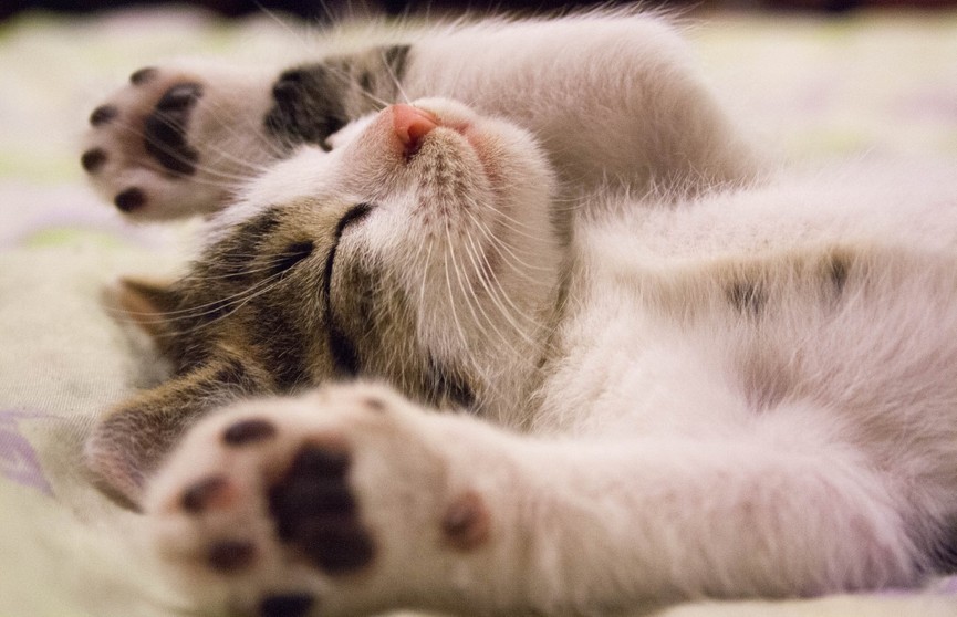 Объевшийся котенок уснул возле миски и покорил соцсети. На это невозможно смотреть без слез умиления!