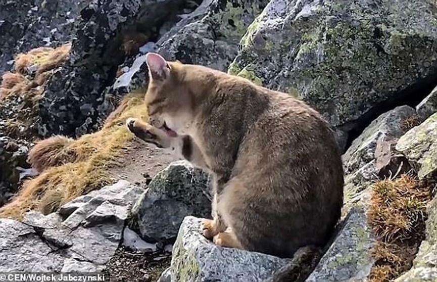 Альпинист обнаружил на вершине горы домашнего кота