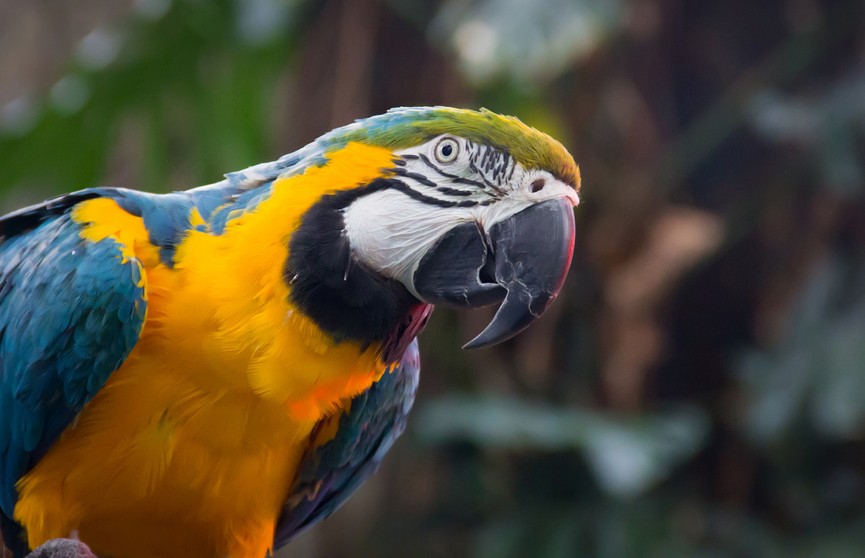 Назло соседям: пожилая британка научила попугая петь оперные арии
