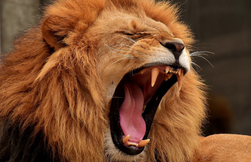 Лев напал на сотрудника зоопарка в Нигерии во время кормления