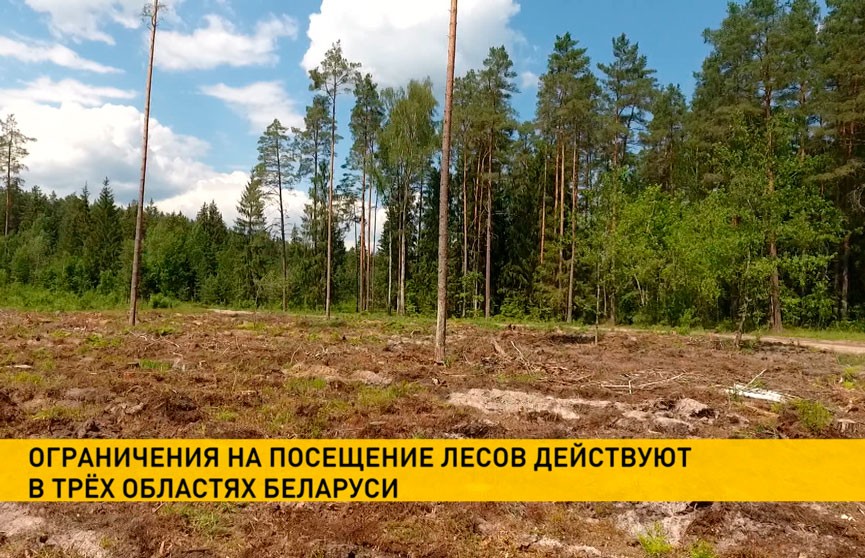 В 23 районах Беларуси введен запрет на посещение лесов