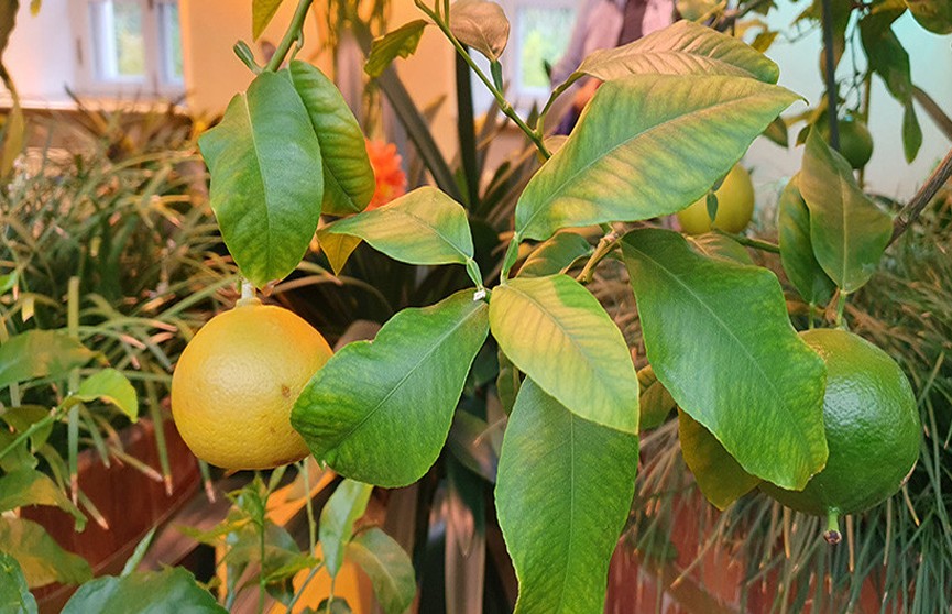 Ботанический сад в Минске открыл для посетителей оранжерею цитрусовых растений – Лимонарий