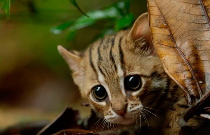 Это стоит увидеть: самая маленькая и редкая в мире дикая кошка попала на видео
