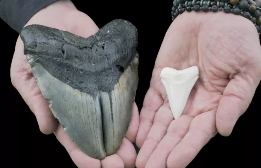 Американка нашла зуб огромной доисторической акулы во время прогулки