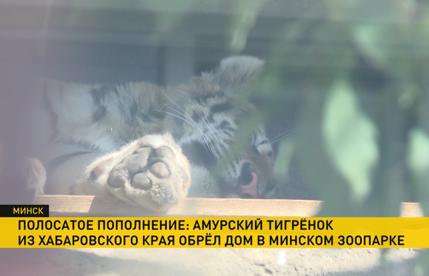 В Минском зоопарке прошла официальная передача амурского тигра