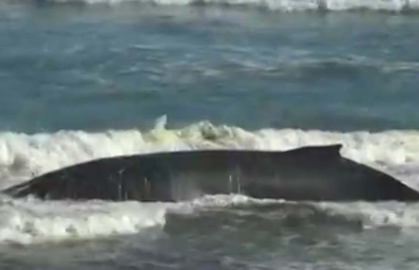 Два кита выбросились на берег Новой Зеландии