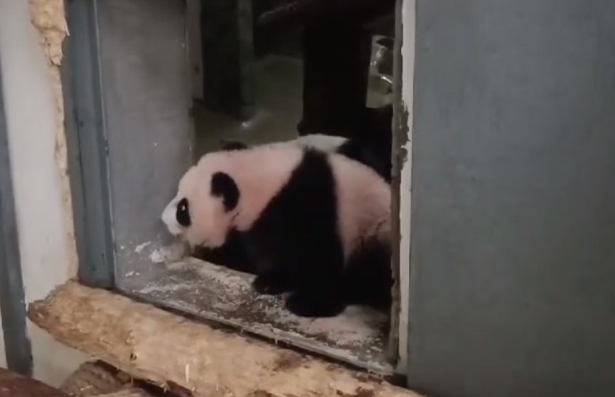 Панда из Московского зоопарка «начала осваивать пороги»