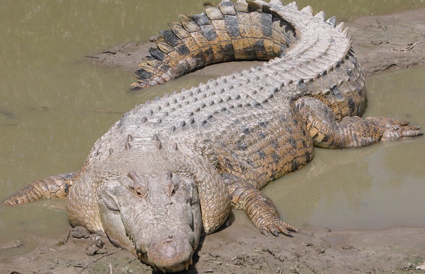 Пес погиб в зубах крокодила на глазах потрясенного хозяина