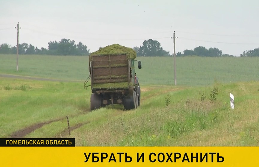 На юге Беларуси аграрный сезон перешел в активную фазу