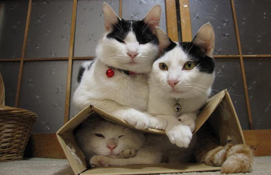 Учёные выяснили, почему коты любят коробки