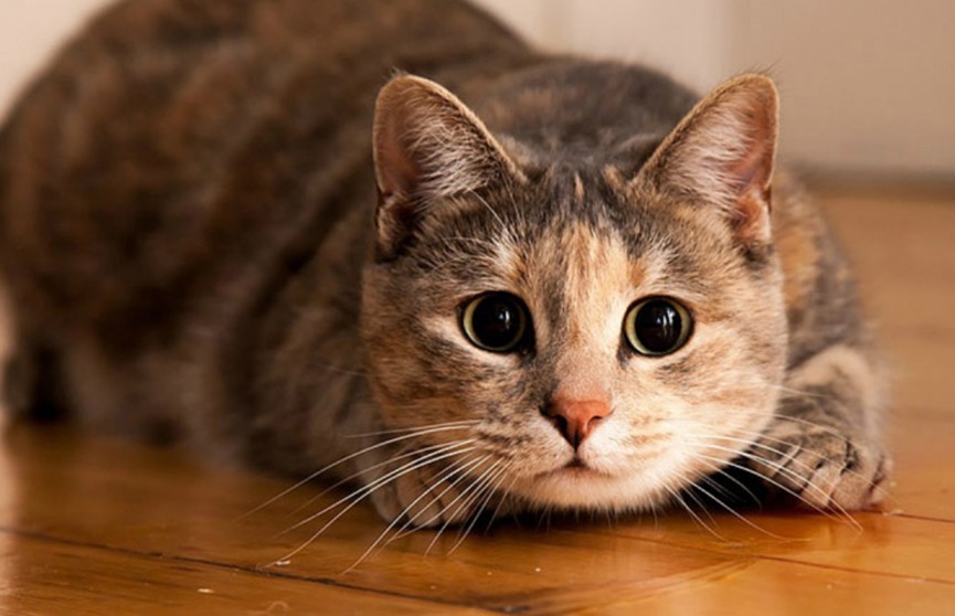 ​Житель Сенненского района убил кошку тростью: возбуждено уголовное дело