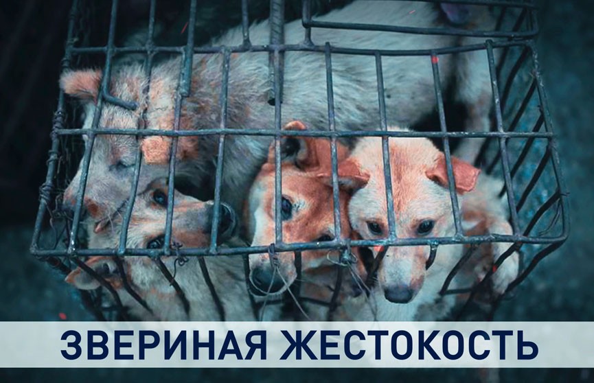 В Беларуси активно ведется работа над законом о защите животных