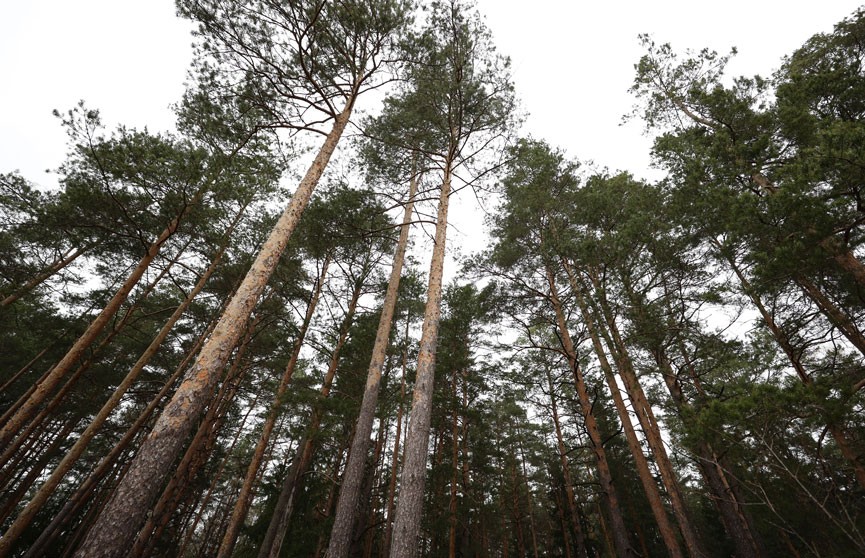 Ограничения на посещение лесов действуют на большей части территории Беларуси