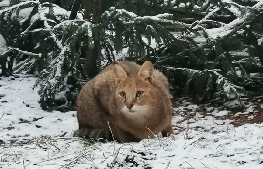 Новый житель в Минском зоопарке – камышовая кошка Катя