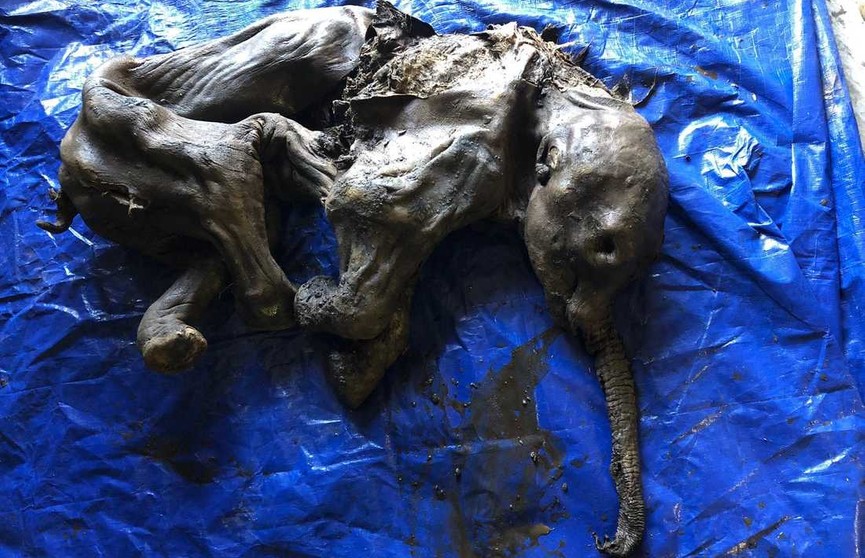 В Канаде нашли мумию мамонтенка
