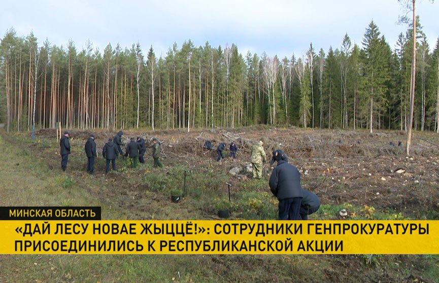 Сотрудники Генпрокуратуры присоединились к акции «Дай лесу новае жыццё!»