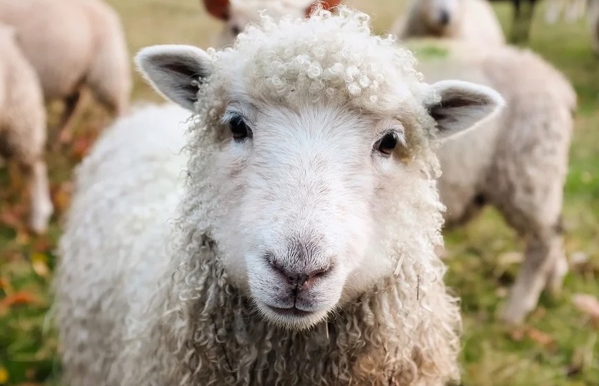 Странное видео: овцы замерли на холме, будто их «поставили на паузу»