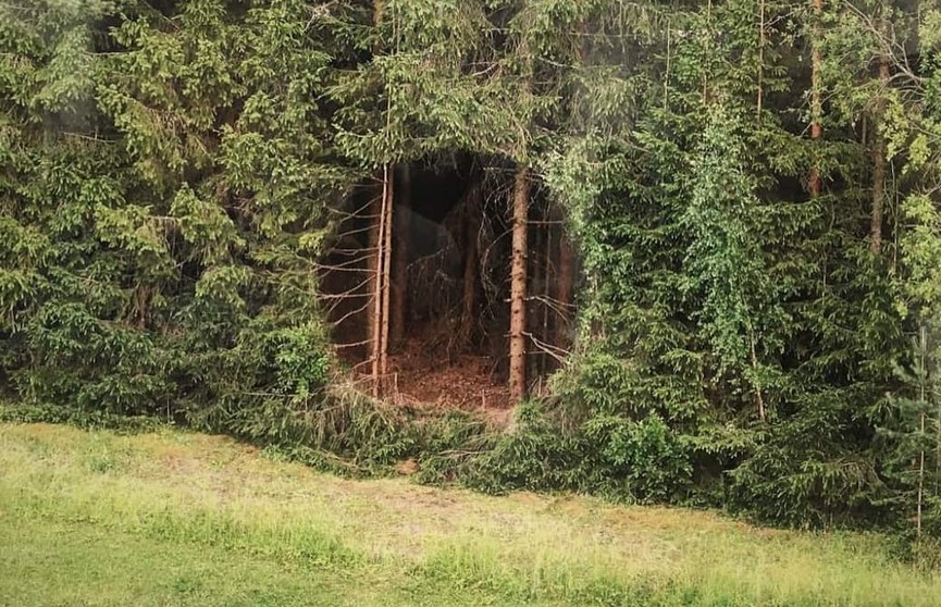 «Портал в другое измерение»: идеально круглая дыра в густом лесу озадачила пользователей Сети