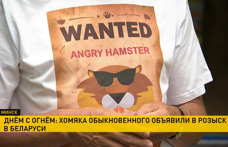 Найти хомяка: вознаграждение в 500 рублей обещают тому, кто найдёт дикого грызуна в Беларуси