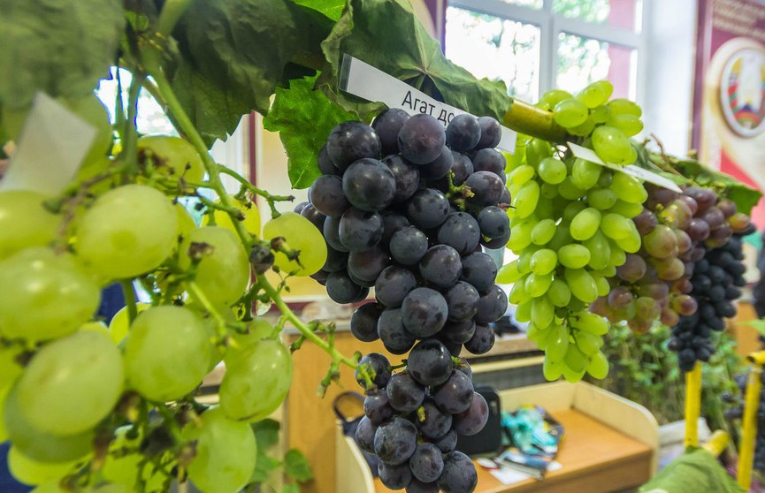 Выставка винограда проходит в Гродно: от «Мечты» и «Фантазии» до «Песни» и «Восторга»