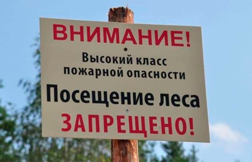 ​Запрет на посещение лесов введён в нескольких районах Беларуси