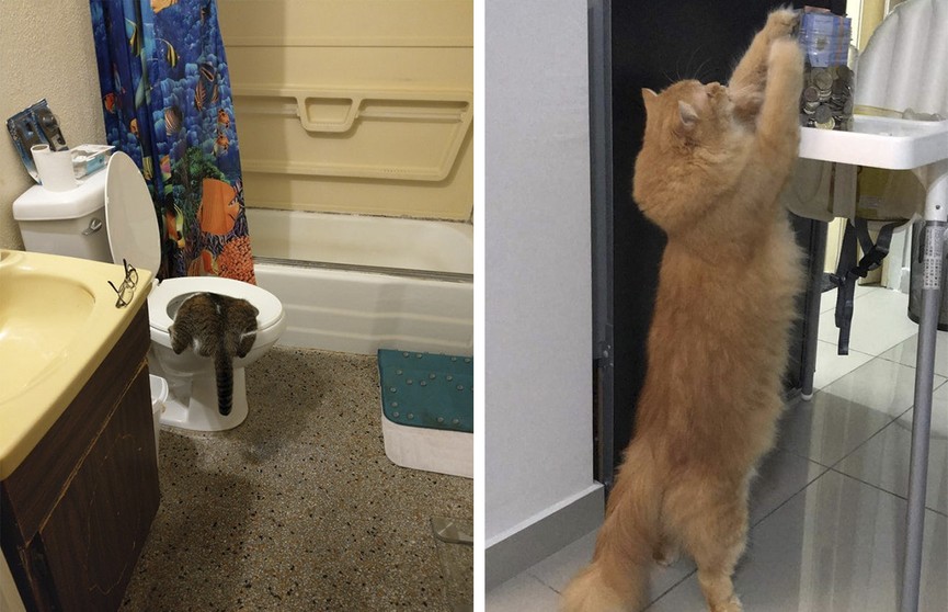 Как коты наводят суету: 7 фотографий, которые вызовут у вас приступ безудержного смеха