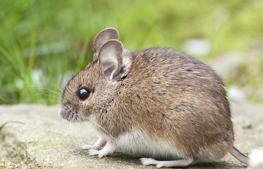 Японские ученые оживили мозг мыши через месяц после ее смерти