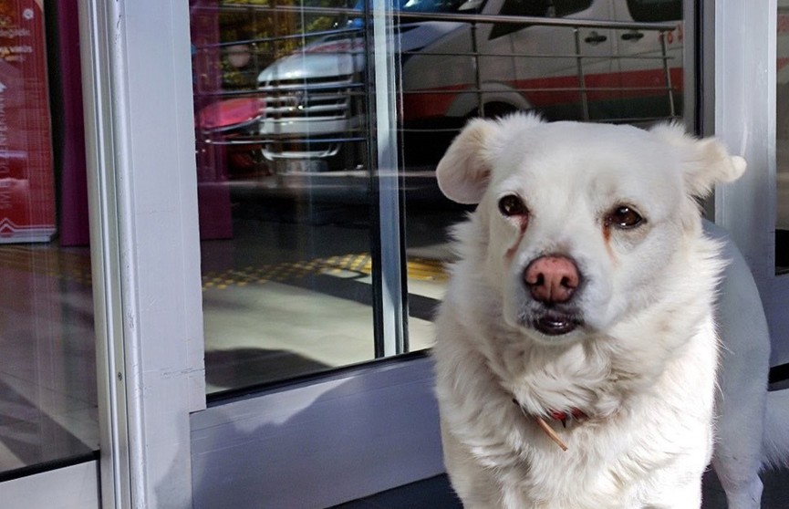 Без слез смотреть невозможно: пес неделю ждал хозяина возле больницы (ВИДЕО)