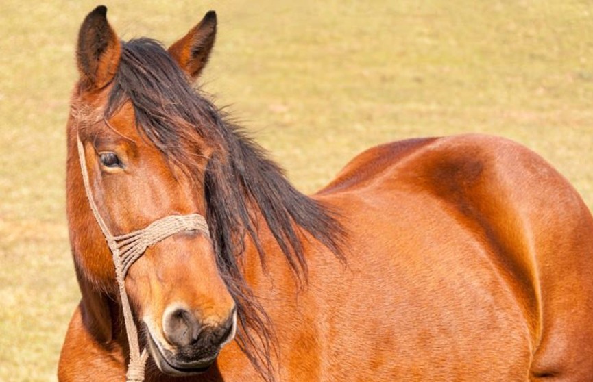 Учёные выяснили, почему лошади фыркают