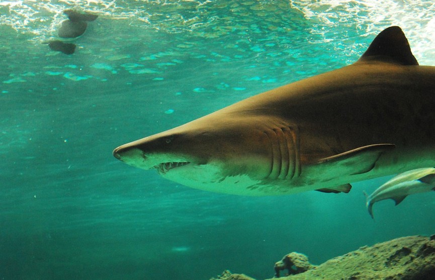 СМИ: мужчина погиб в результате нападения акулы у берегов Австралии