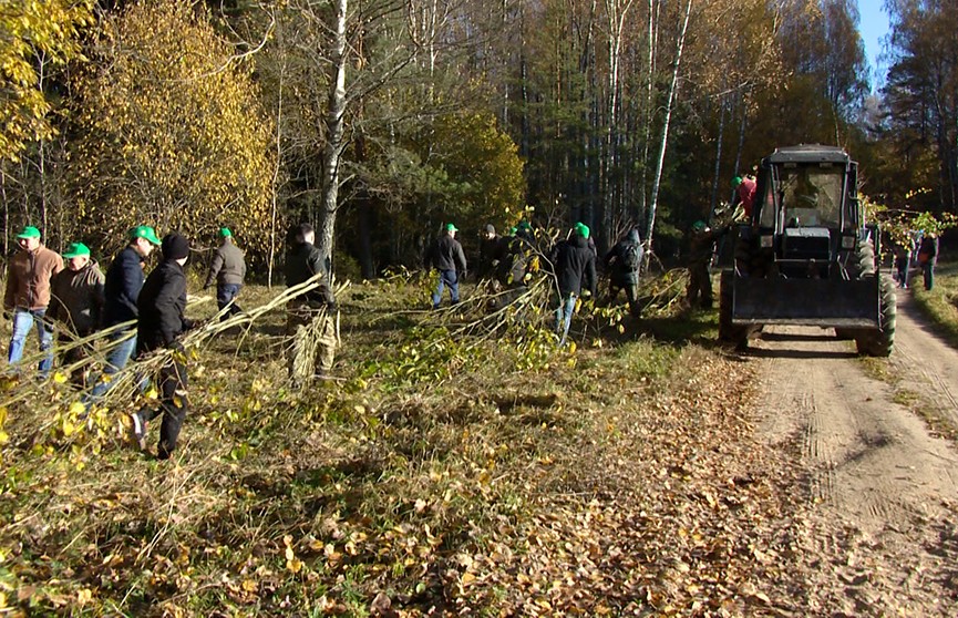 Чистый лес: во время экологического марафона убрали более 4,5 кубометров мусора