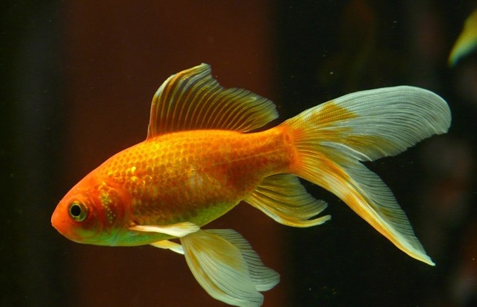 Золотая рыбка Джордж побила рекорд по продолжительности жизни, прожив 44 года