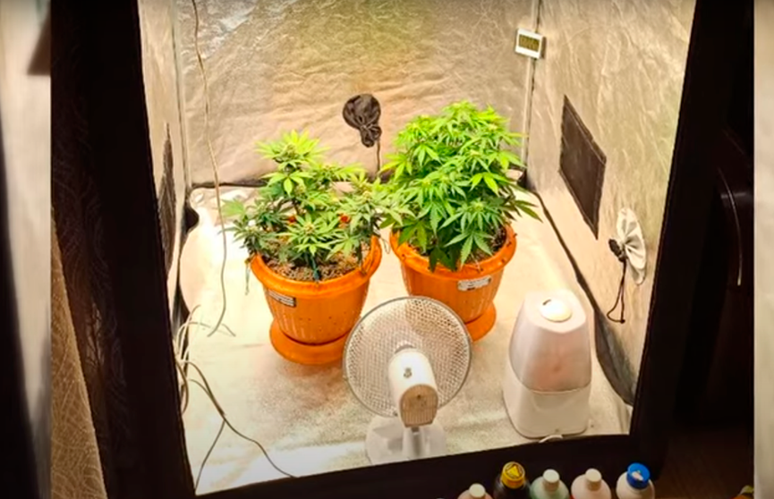 В Лиде наркоконтроль прикрыл мини-лабораторию по выращиванию конопли