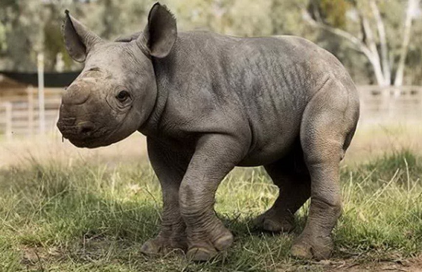 Сам виноват: детёныш носорога укусил туриста за палец