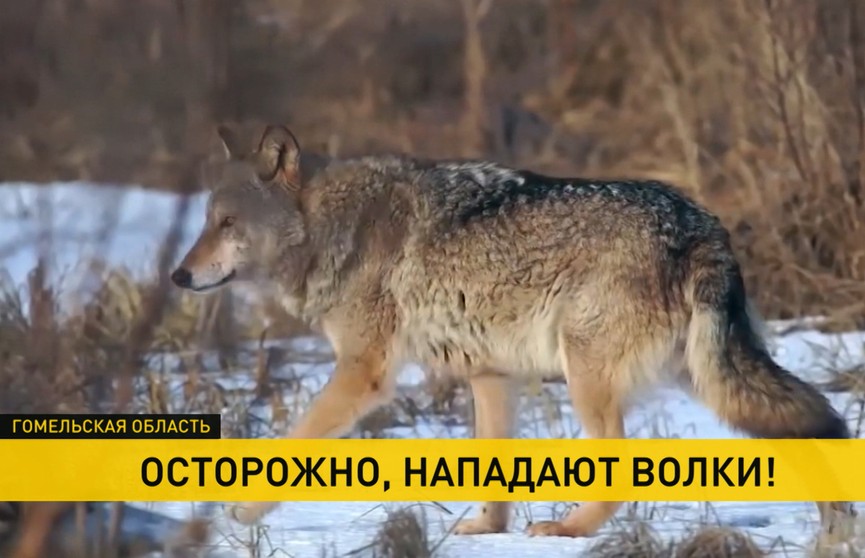 «Часть загрызли, остальных утащили в лес»: стая волков атакует деревню в Гомельском районе