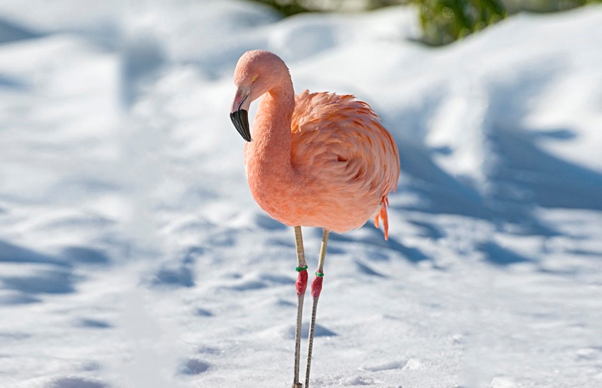 На 30-градусном морозе в Якутии нашли фламинго