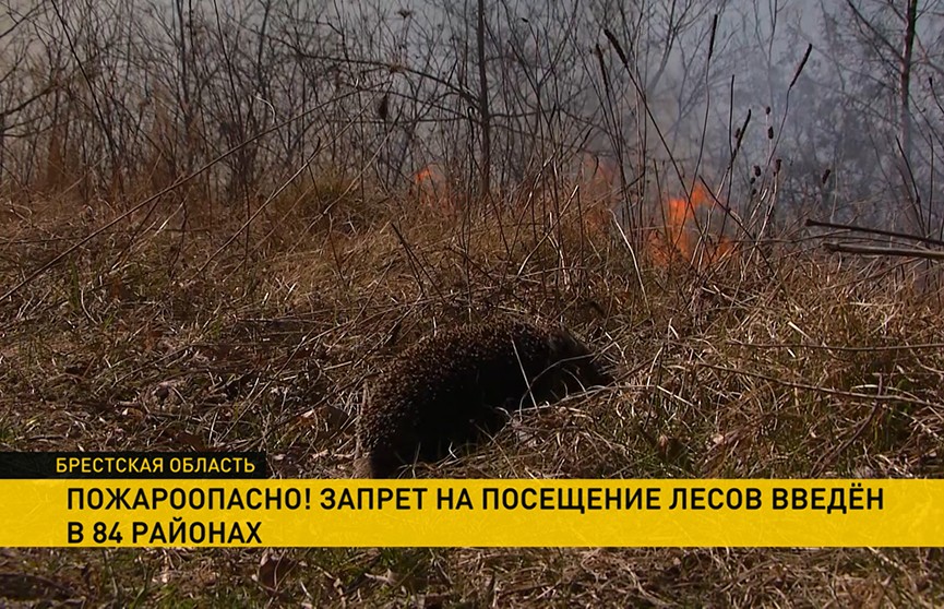 Лесные пожары на юге Беларуси: МЧС призывает не выжигать траву и не палить костры