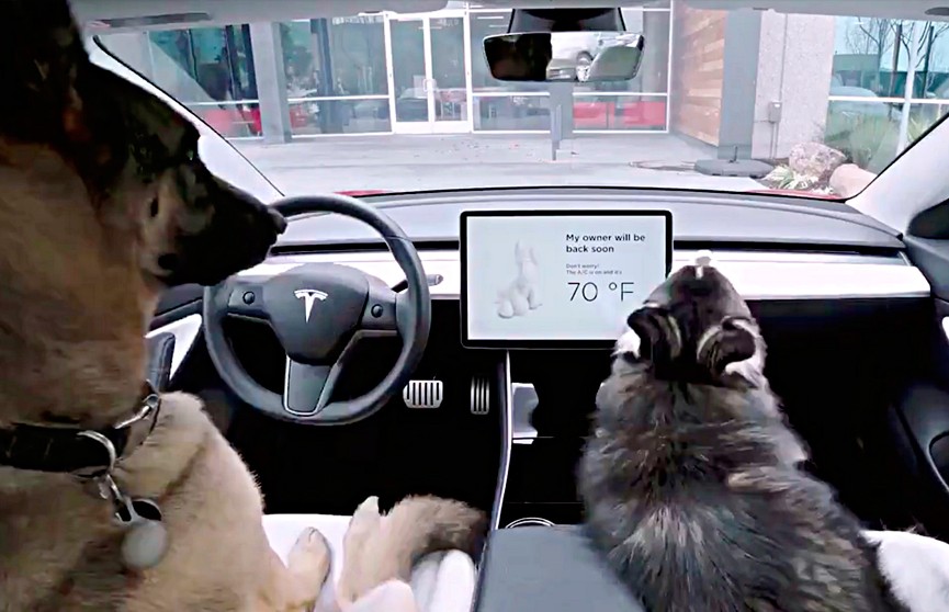 В электромобилях Tesla появился режим для собак