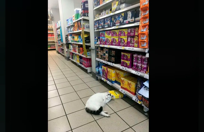Толстый кот не смог ограбить супермаркет, потому что у него лапки