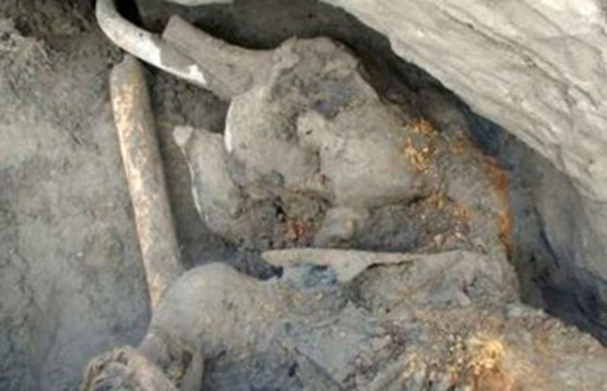 ​Скелет мамонта с мягкими тканями и шерстью обнаружили в Якутии