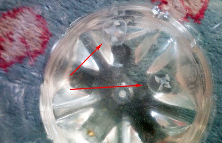 ​Медуз обнаружили на Гребном канале в Бресте