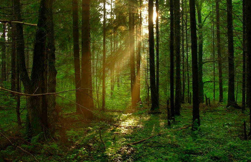 Минлесхоз снял запреты на посещение лесов по всей Беларуси