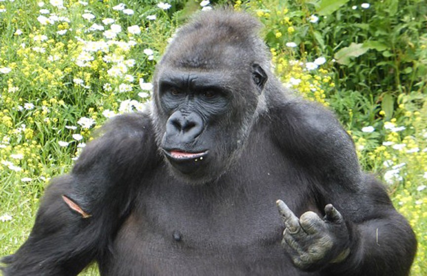 ​Горилла показала неприличный жест посетителям зоопарка в Бристоле