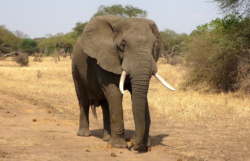 Власти Ботсваны пригрозили отправить в Германию 20 тысяч слонов