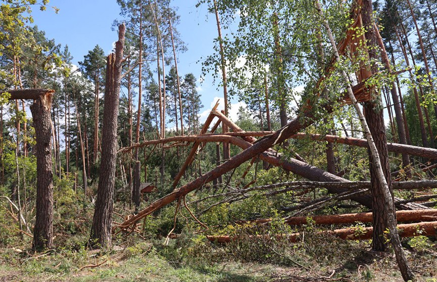 В Беларуси в результате прошедших ураганов погибли семь человек, из них двое – дети