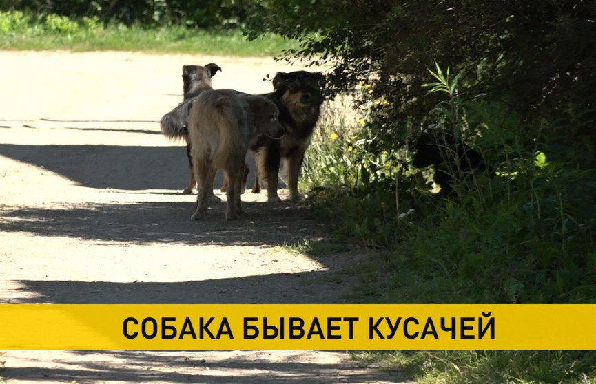 Стая бездомных псов атакует садовые товарищества Узденского района